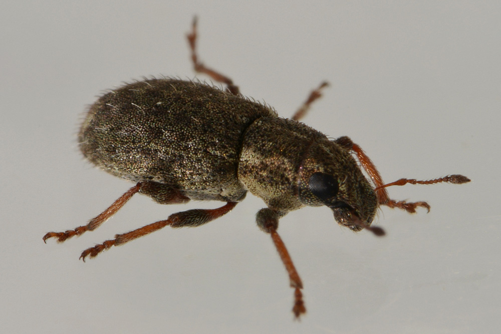 Curculionidae:   Sitona hispidulus